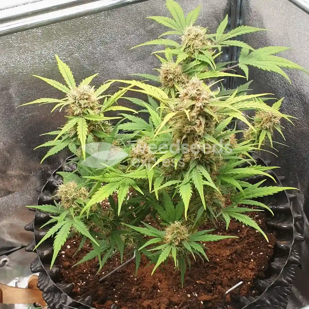 Critical Auto by WeedSeedsExpress grown by Mosquito_Haarlem_Holland